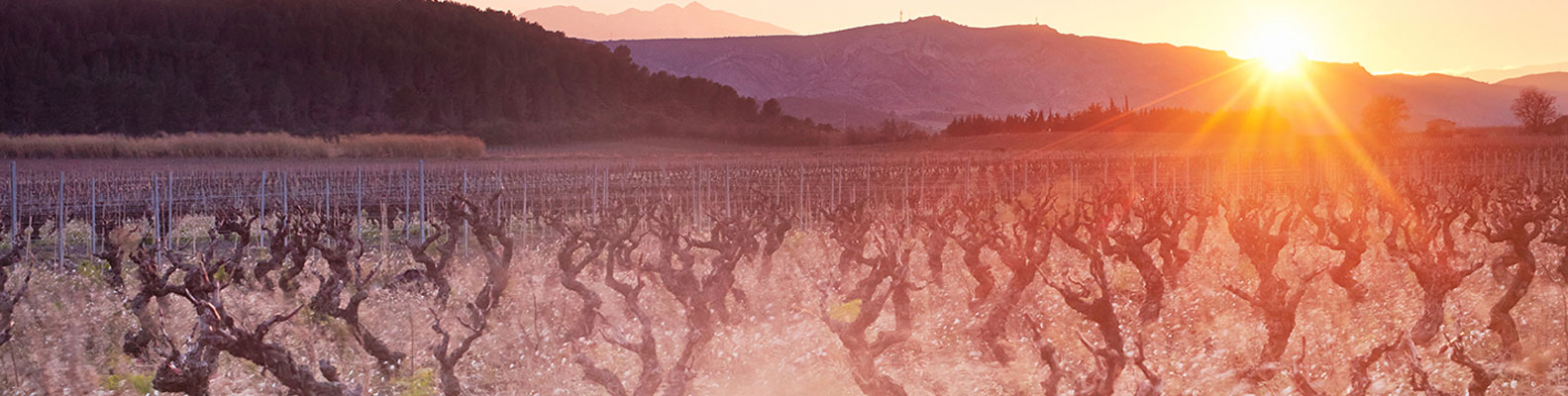 rendez vous avec vous igp cote catalanes 66 domaine riere cadene vin roussillon