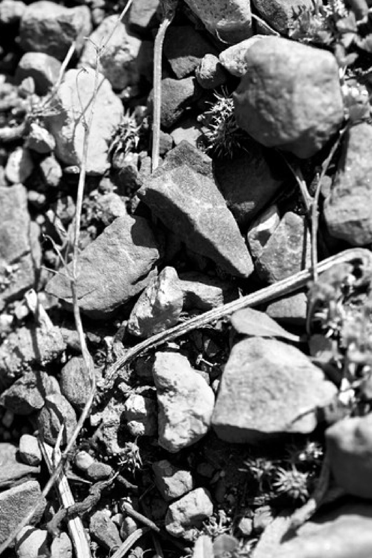 02 RiereCadene byGiorgetti HD NB 10 PETIT FORMAT 02