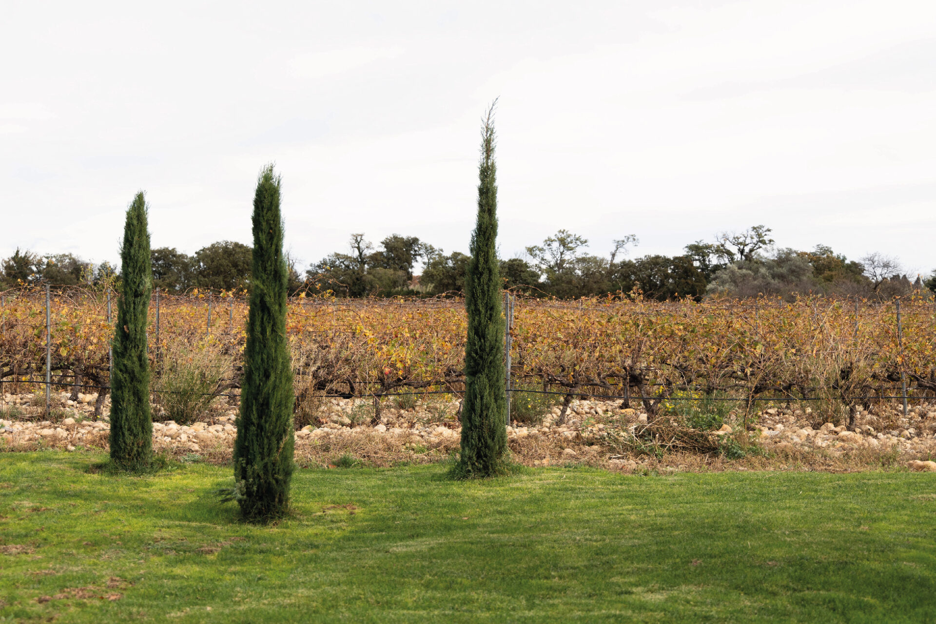 Sans titre 1 Plan de travail 1 copie 3